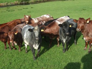 Beef heifers
