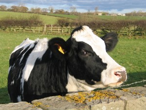Cow looking over wall