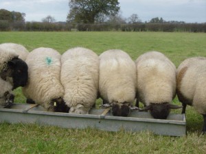 Lambs eating