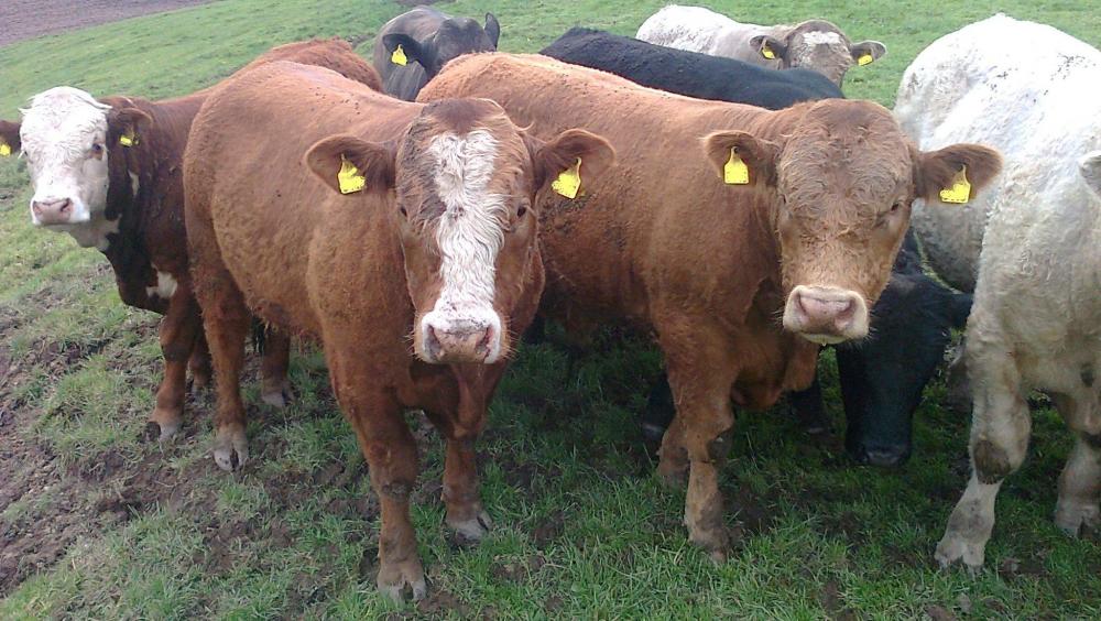 Finishing cattle W.E. Jameson & Son