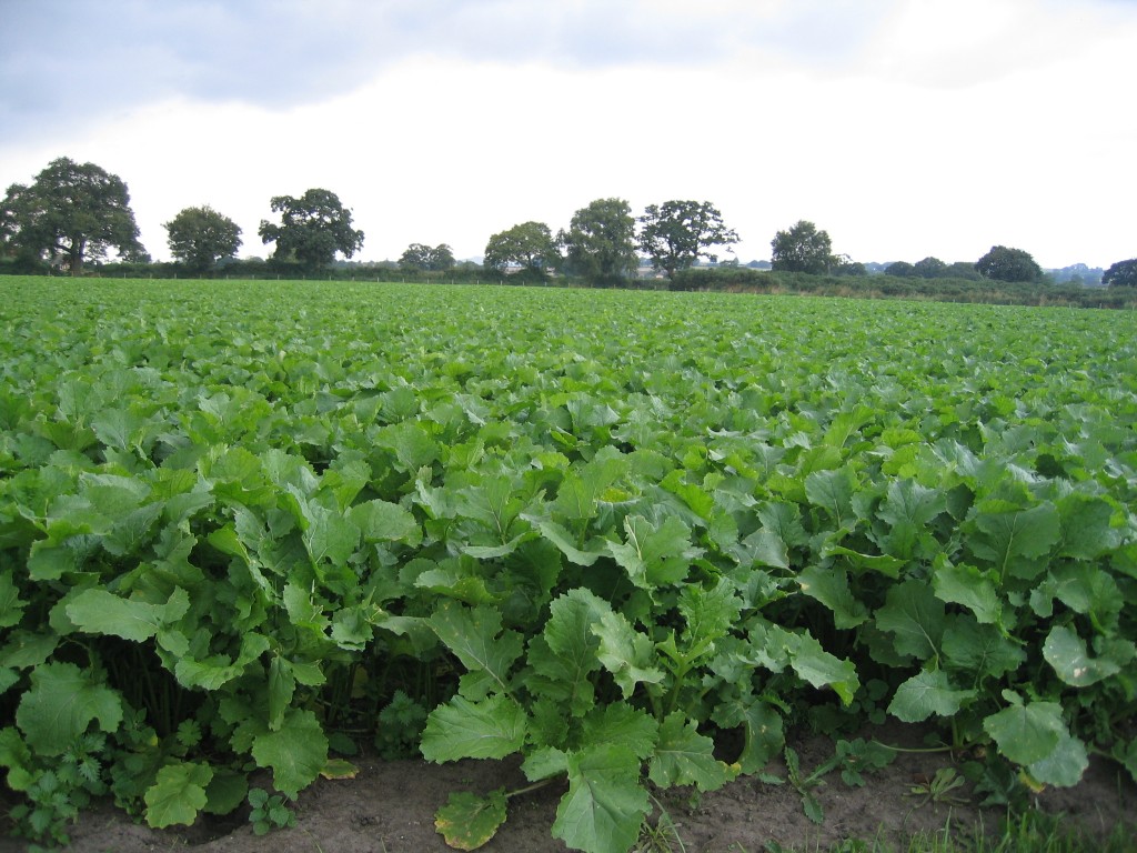forage crops