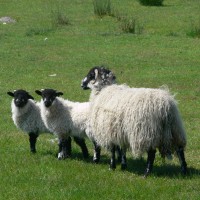 Swaledale with lambs