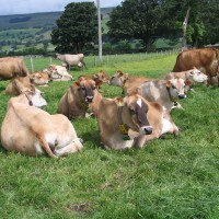 Animal feed grass match