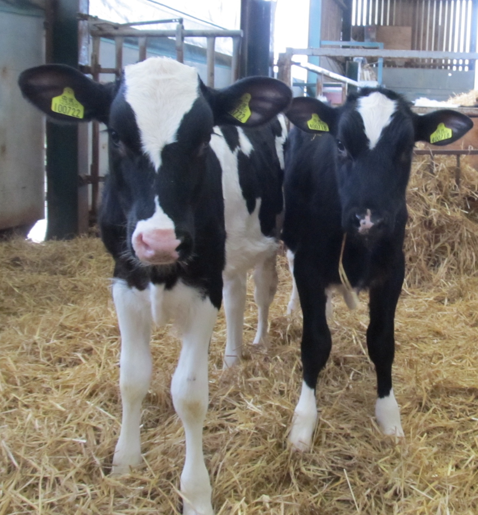 feed once a day position on once a day feeding of calves w e feed once a day position on once a day feeding of calves w e